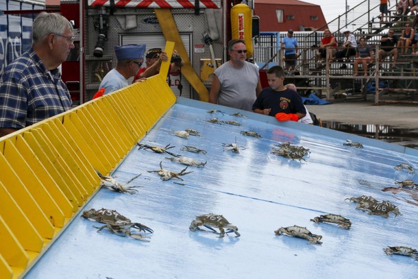 The Wider Image: Crab-Catching Blues