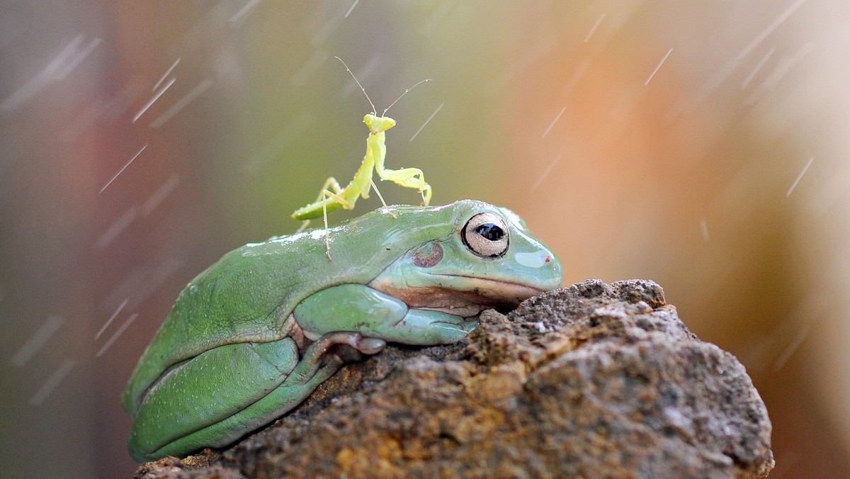 FROG AND MANTIS FRIENDS / FROG AND MANTIS FRIENDS /1233794