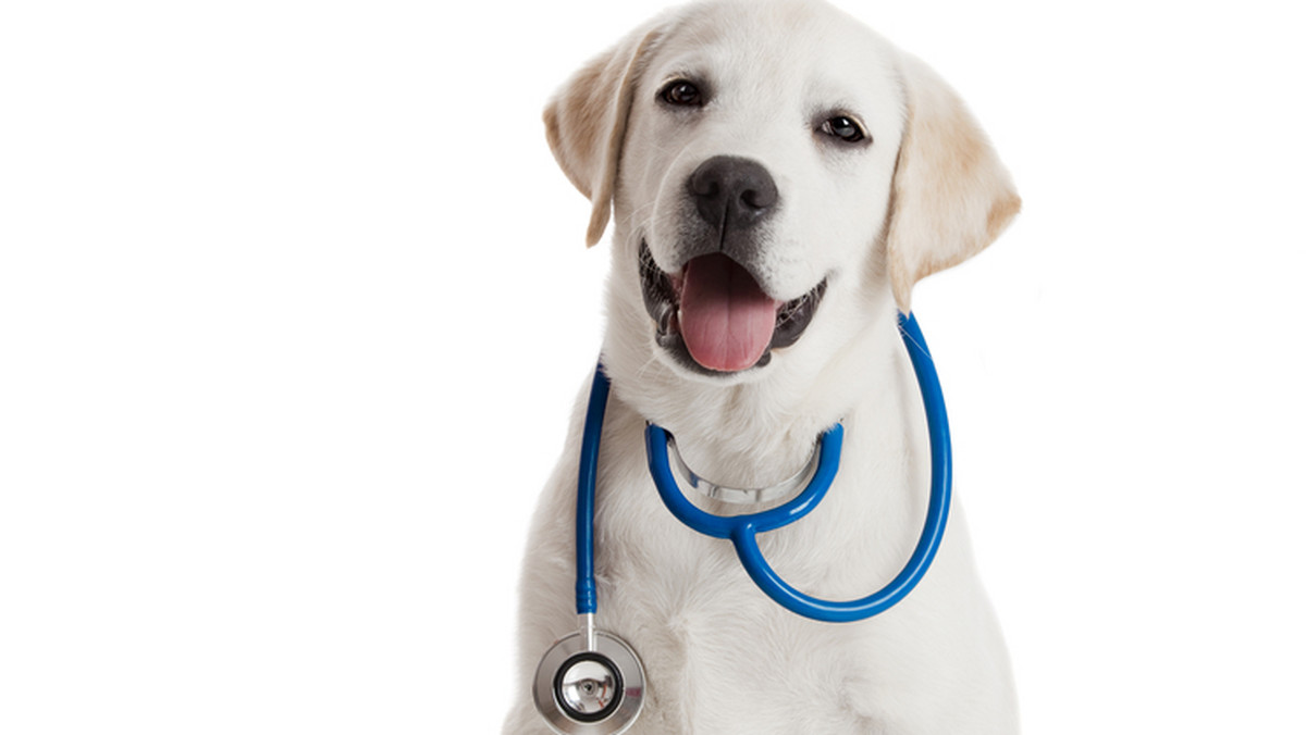 Brytyjska służba zdrowia testuje specjalny program, dzięki któremu szybciej będzie można wykryć raka przy pomocy specjalnie wytresowanych psów. Okazało się bowiem, że dzięki swemu wyjątkowemu zmysłowi węchu zwierzęta są bardziej skuteczne niż skomplikowane testy - donosi agencja Press Association.