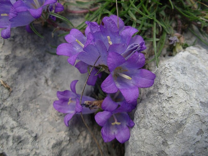 Zvončići