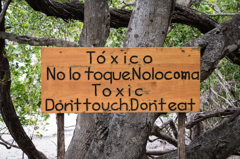 Manchineel (Hippomane mancinella) - najniebezpieczniejsze drzewo świata 