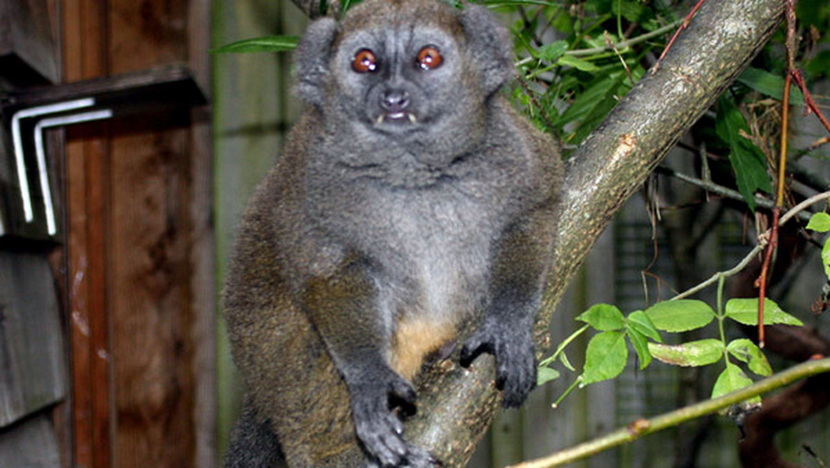 Nowy lemur w brytyjskim zoo nazywa się Christian Grey, na cześć tytułowego bohatera bestsellerowej pornograficznej powieści E. L. James. Główne zadanie zwierzęcia polega na… rozmnażaniu się.