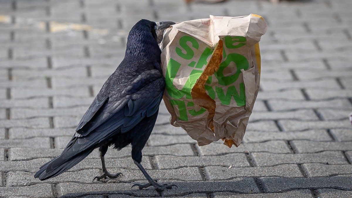 Pofátlan lakoma: finom falatokért ostromolják a madarak a szemetest Budapesten – fotók