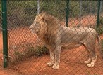 Lion mauls handler to death in zoo at Obasanjo's library