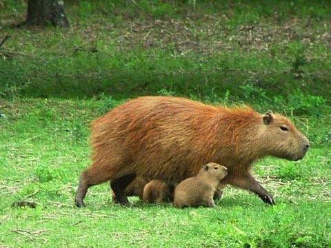 Galeria Argentyna - Delta rzek Parany i Urugwaju, fauna, obrazek 39