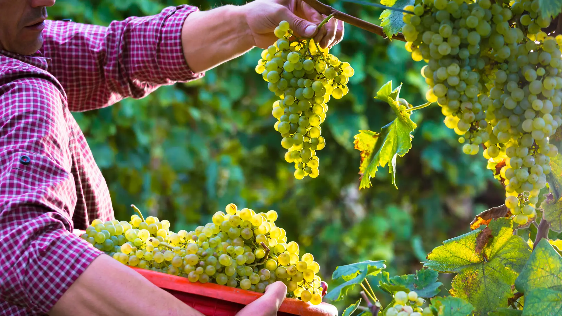 Nowe badania zasmucają. Produkcja prosecco jest bardzo szkodliwa dla środowiska