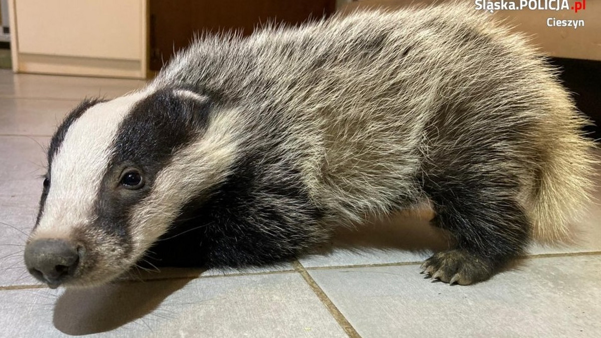 Uratowali małego borsuka. Zawodził jak płaczące dziecko