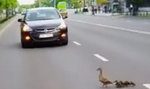 Niesamowita przeprawa kaczek przez jezdnię