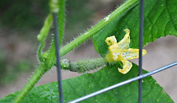 394447_krastavac-cvet-ap