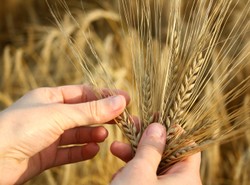 KRUS, czyli kasa znajomych prezesa