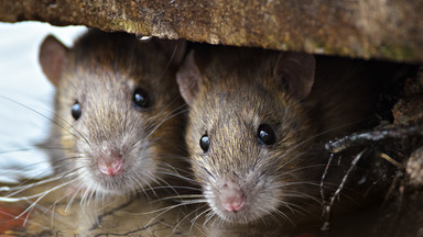 Szczury są bardziej ludzkie, niż myślisz i bardzo lubią z nami przebywać