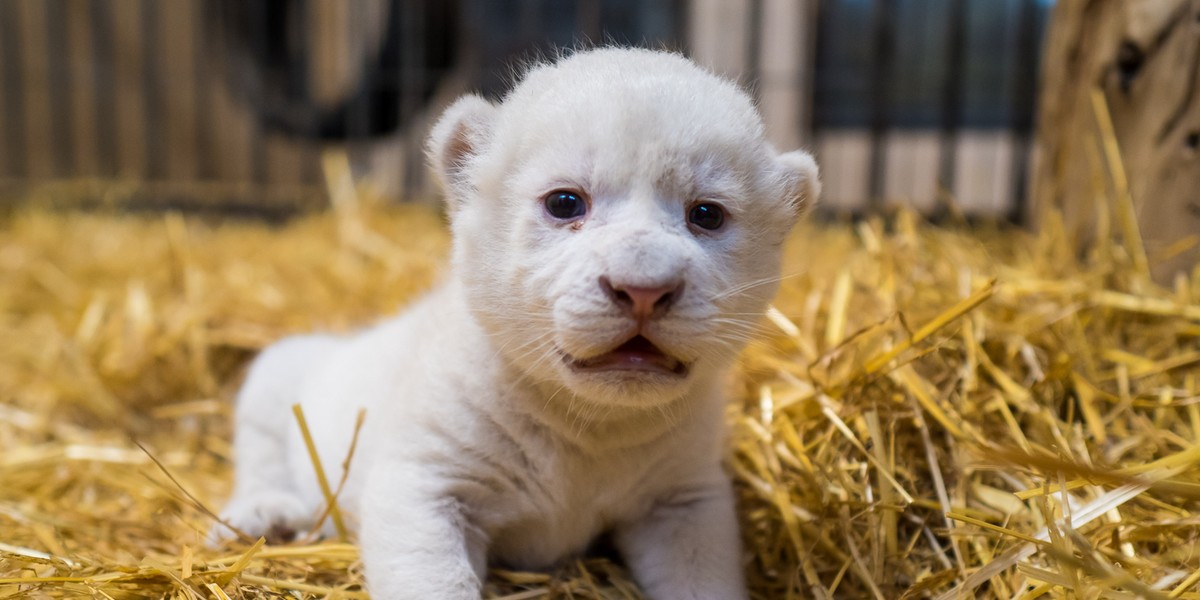 Biała lwiczka przyszła na świat w zoo safari Borysew