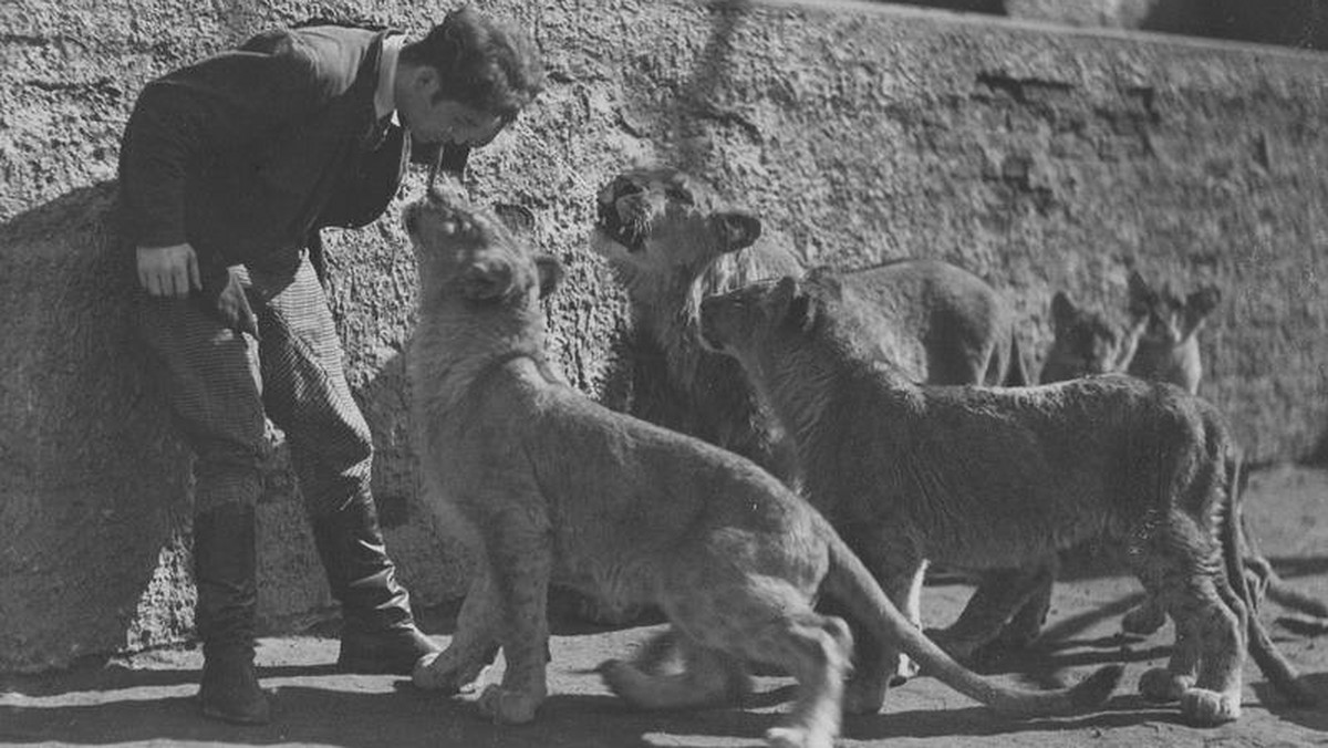 Treser lwów z warszawskiego ogrodu zoologicznego w czasie ćwiczeń. Marzec 1936 rok. ..