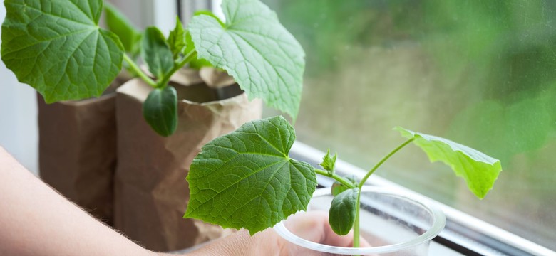 Dodaj to do ziemi, w której wysiewasz ogórki. Rozsada będzie mocna
