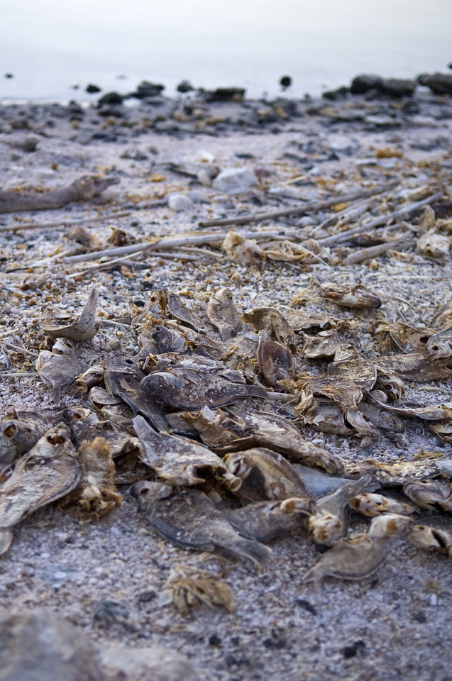 Salton Sea - przerażająca plaża w sercu Kalifornii