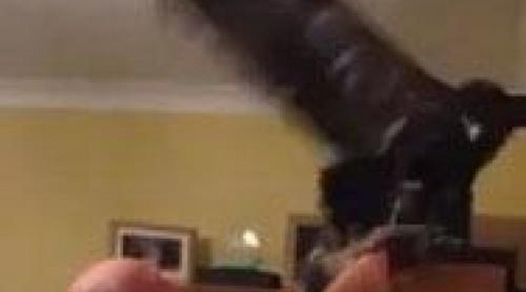 Hatalmas sas repült a nappaliba – videó
