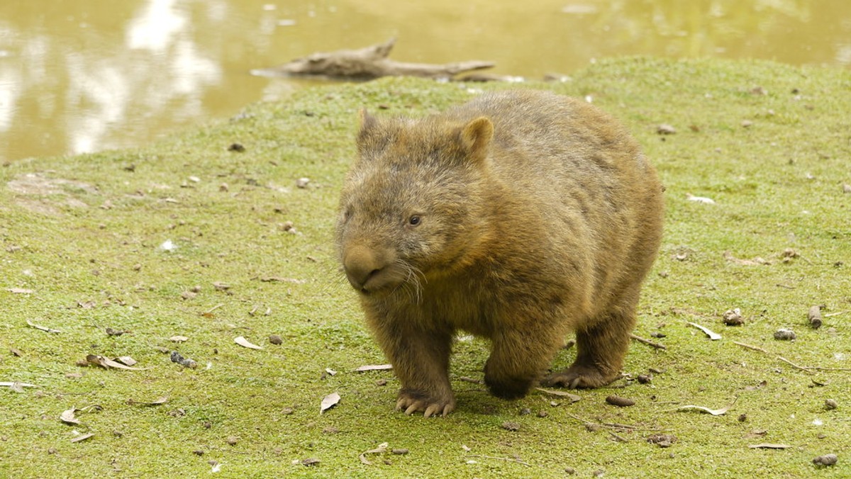 Wombaty, które należą do gatunków zwierząt charakterystycznych dla Australii, są zagrożone przez świerzb - podał portal BBC News. W parku narodowym Narawntapu, w północnej części Tasmanii, z powodu choroby padło już dwie trzecie żyjących tam wombatów.