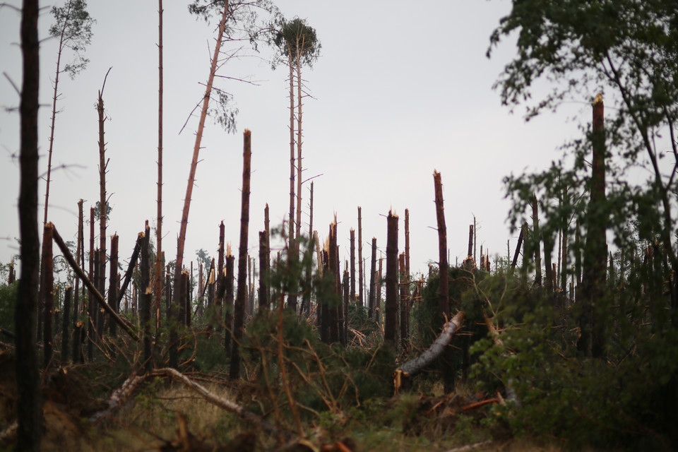 Widok na zniszczony las w miejscowości Lotyń