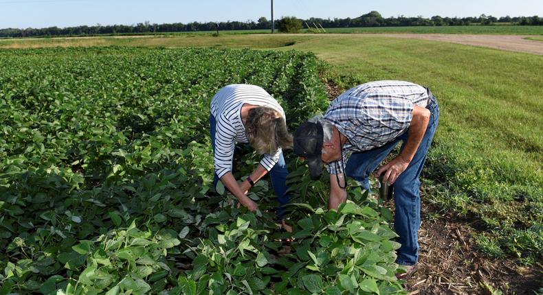 FILE PHOTO: Paul and Vanessa Kummer check the soybeans on their farm near Colfax, North Dakota, U.S., August 6, 2019. REUTERS/Dan Koeck/File Photo