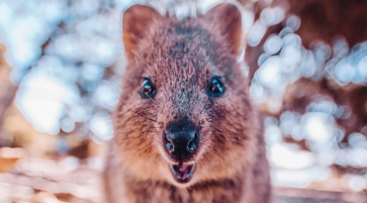 A világ egyik legmosolygósabb kisállata, az ausztrál quokka