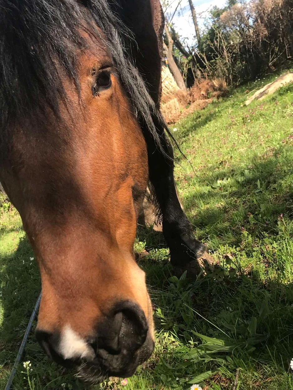 Strahuju da konj ne završi u klanici