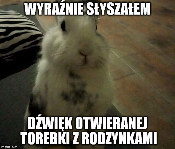 Najlepsze memy o królikach