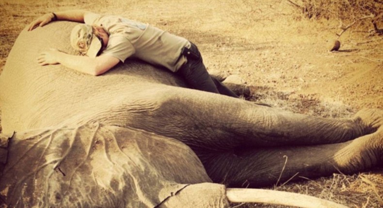 Prince Harry embracces sedated elephant in South Africa