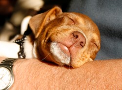 Zazdrosny jak...pies