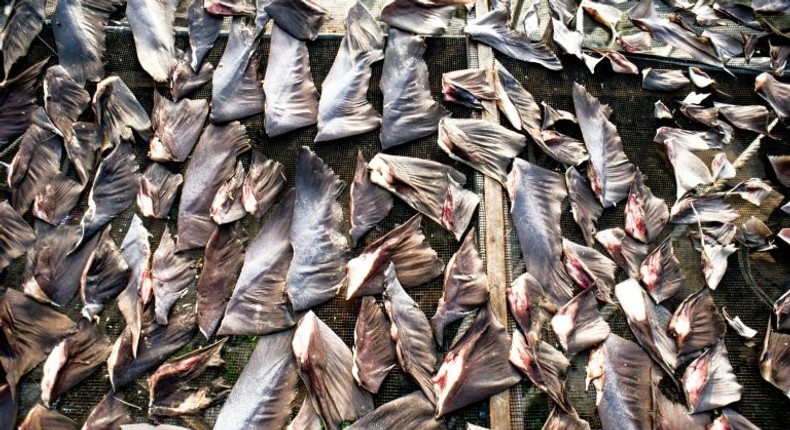 Shark fins fetch a high price in Asia, where they are often used in soups served on special occasions