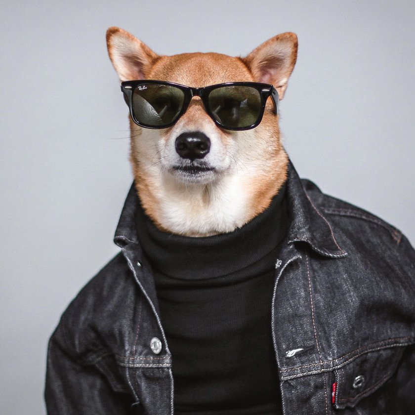 Menswear Dog