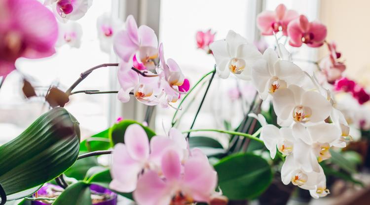 Így duplázhatod meg az orchideád virágait Fotó: Getty Images