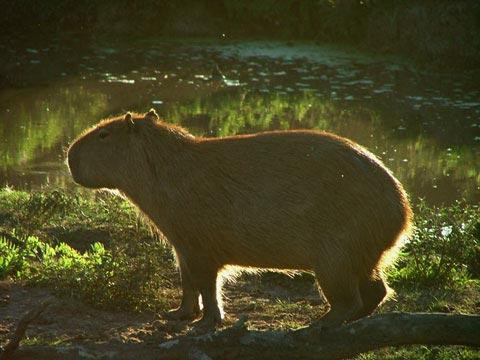 Galeria Argentyna - Delta rzek Parany i Urugwaju, fauna, obrazek 45