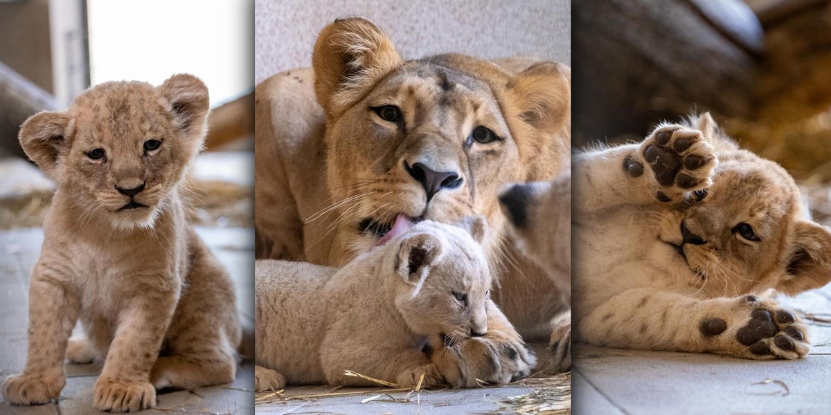 Narodziny lwów w Śląskim Ogrodzie Zoologicznym w Chorzowie. 