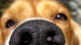 Psy potrafią rozpoznać chorego na COVID-19. Wszystko przez specyficzny zapach