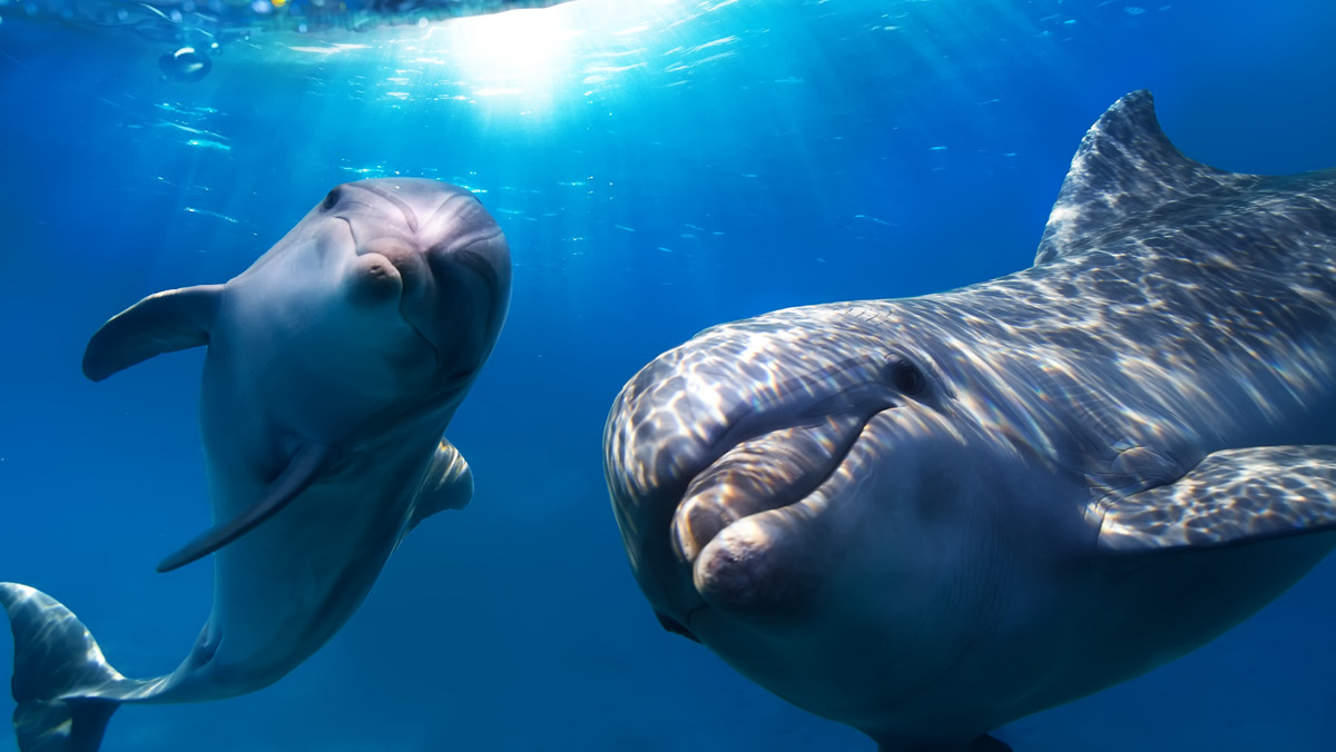 USA, Australia. Życie delfinów poważnie zagrożone 
