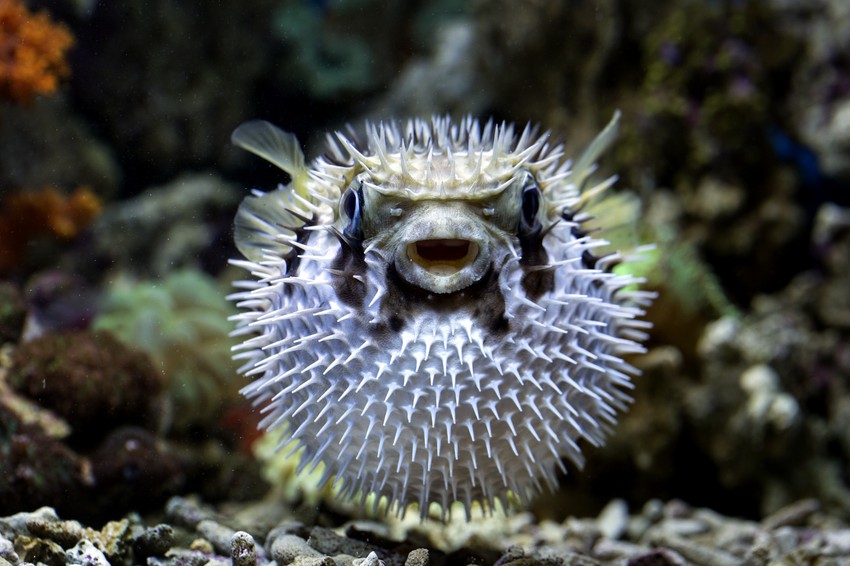 Fugu riba
