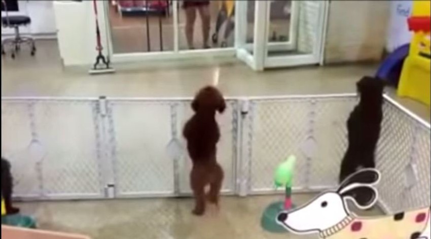 Pas se toliko oduševio da nije mogao da prestane