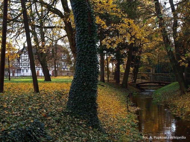 Park Dworski w Iłowej