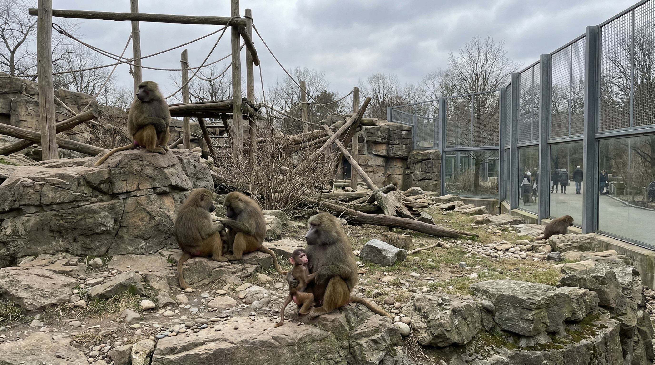 Nach Tötung von 12 Pavianen: Nürnberger Zoo züchtet weiter