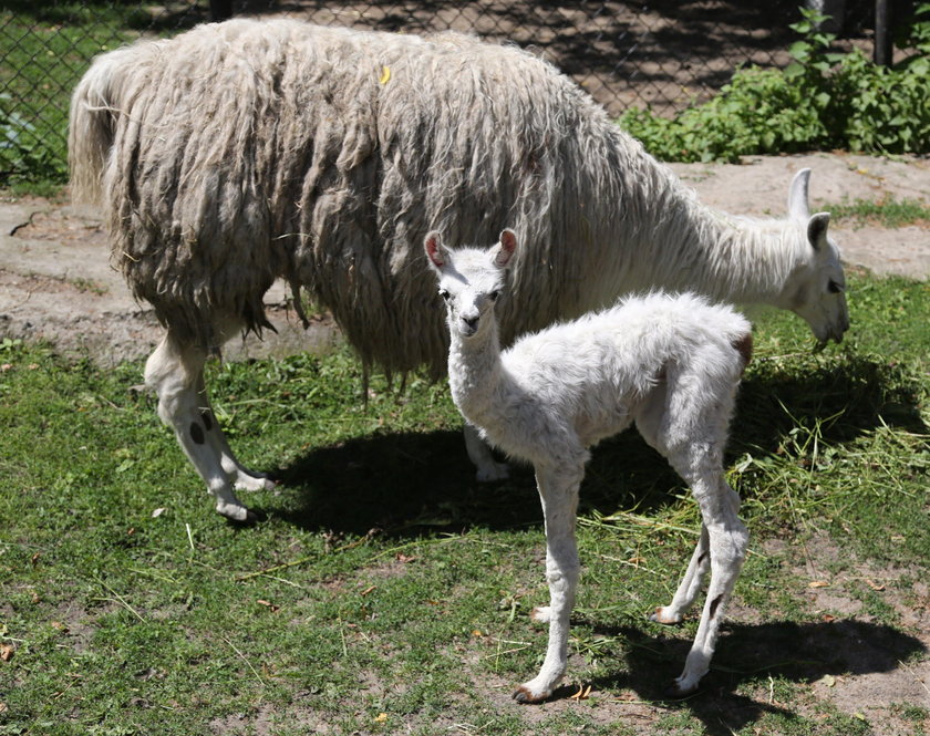 To urodziło się w ZOO