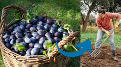 Rozsyp pod śliwką węgierką. Będzie mieć liczne i duże owoce