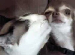 Przyjaźń psa i kota ma swoje granice