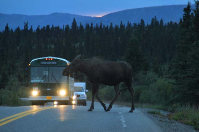 Galeria USA - Alaska, obrazek 26