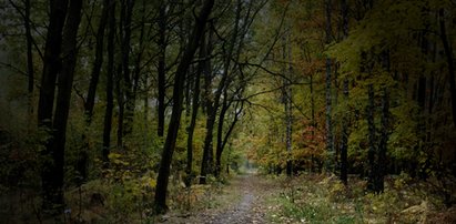 "Las zboczeńców" straszy w Bydgoszczy. Kobiety boją się wychodzić na spacer