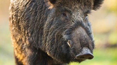 Dzik wbiegł do salonu kosmetycznego w Krakowie. Zdemolował gabinet i przegonił klientki