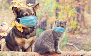 Koronawirus roznosi się wśród domowych kotów i psów [BADANIE]