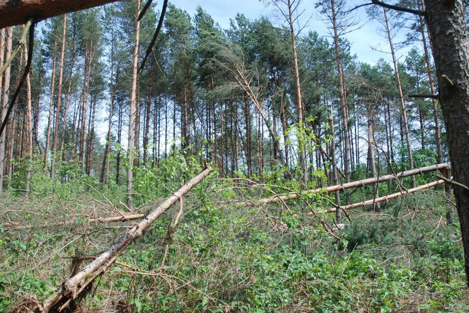 Gwałtowne nawałnice przewracały drzewa na terenie puszcz