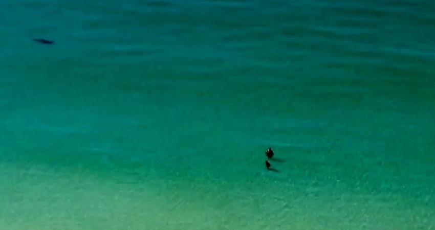 Bezbrižni kupači nisu primetili da im se približava morska neman