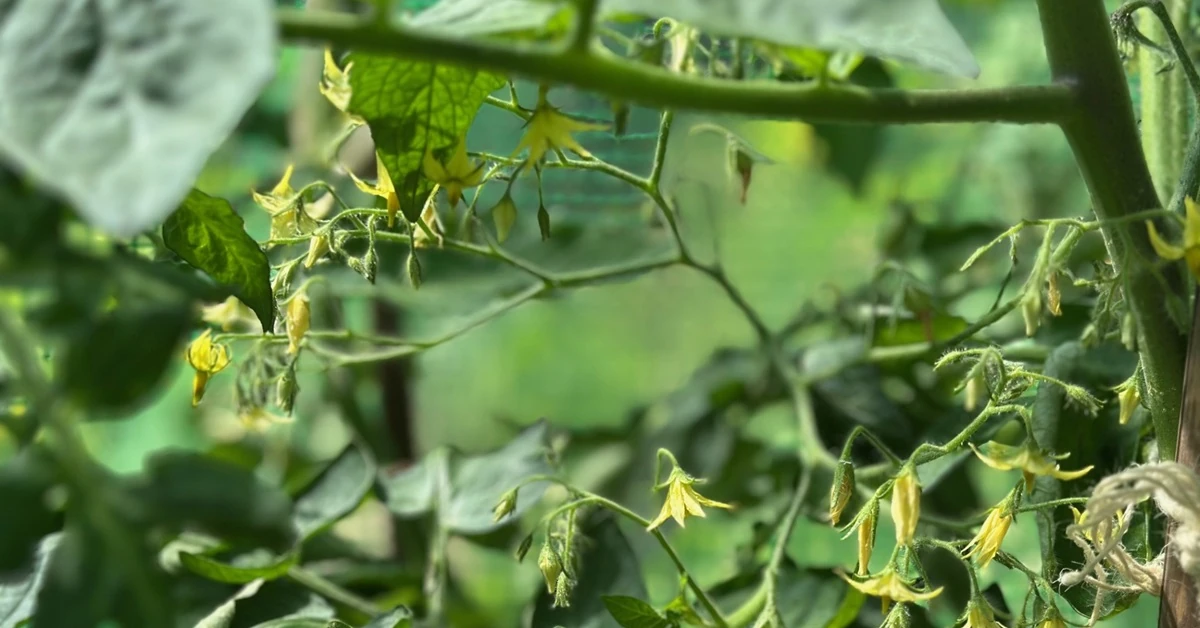 Jak zrobić oprysk z drożdży na pomidory