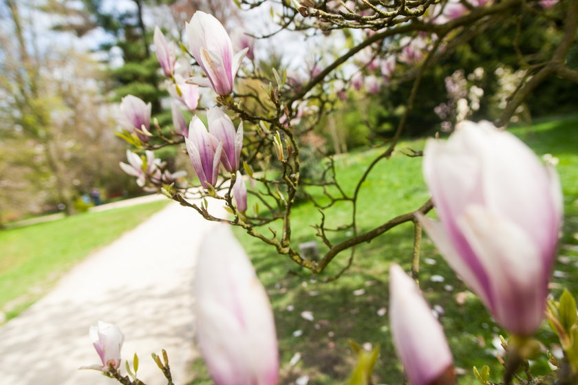 W kórnickim arboretum zakwitły magnolie